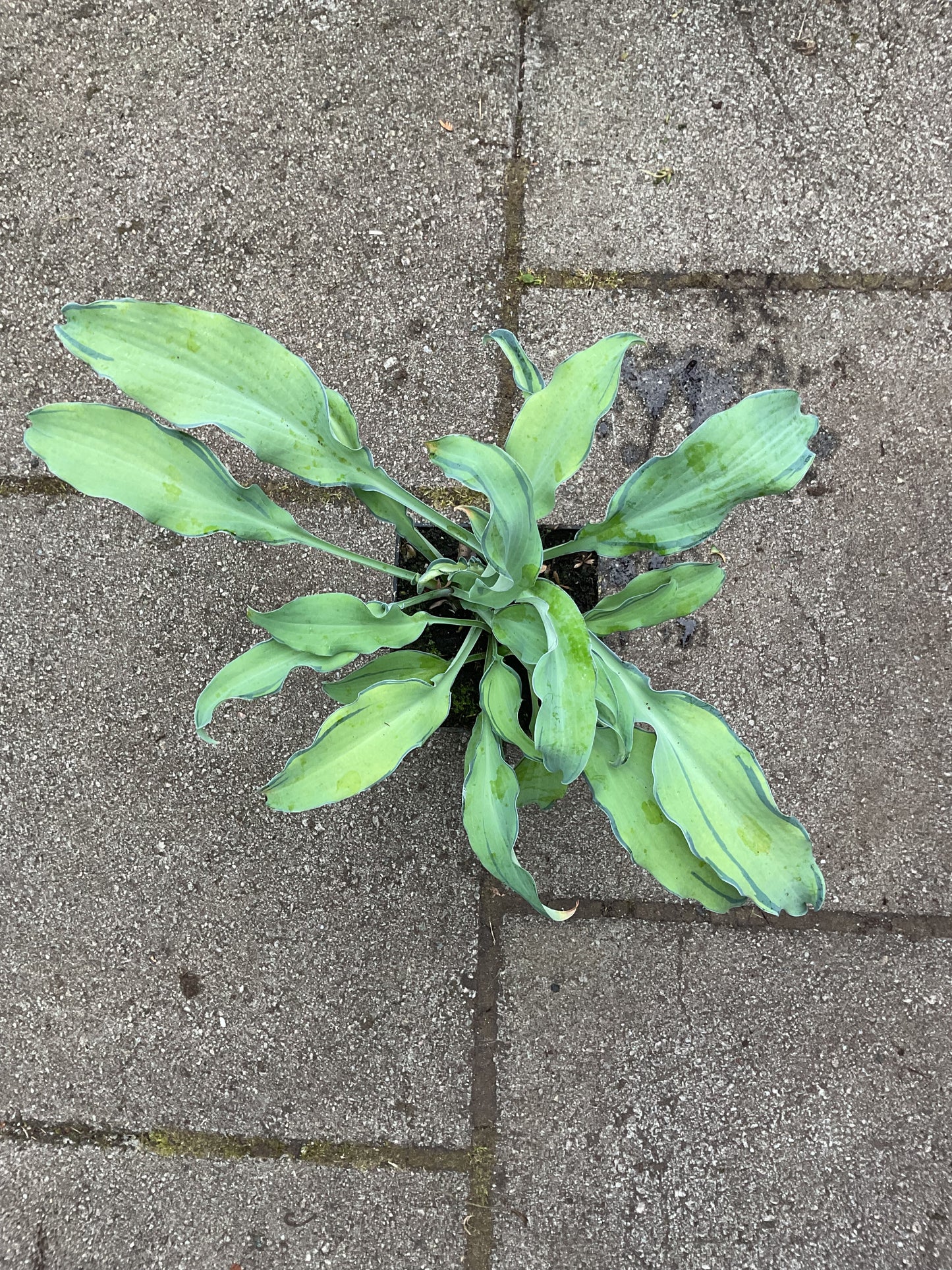 Hosta ‘Ripple Effect’