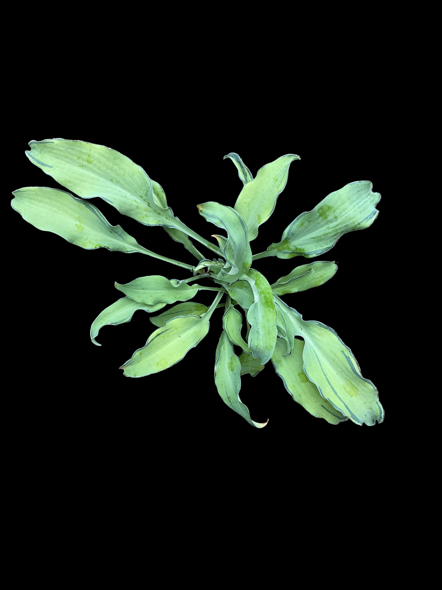 Hosta ‘Ripple Effect’