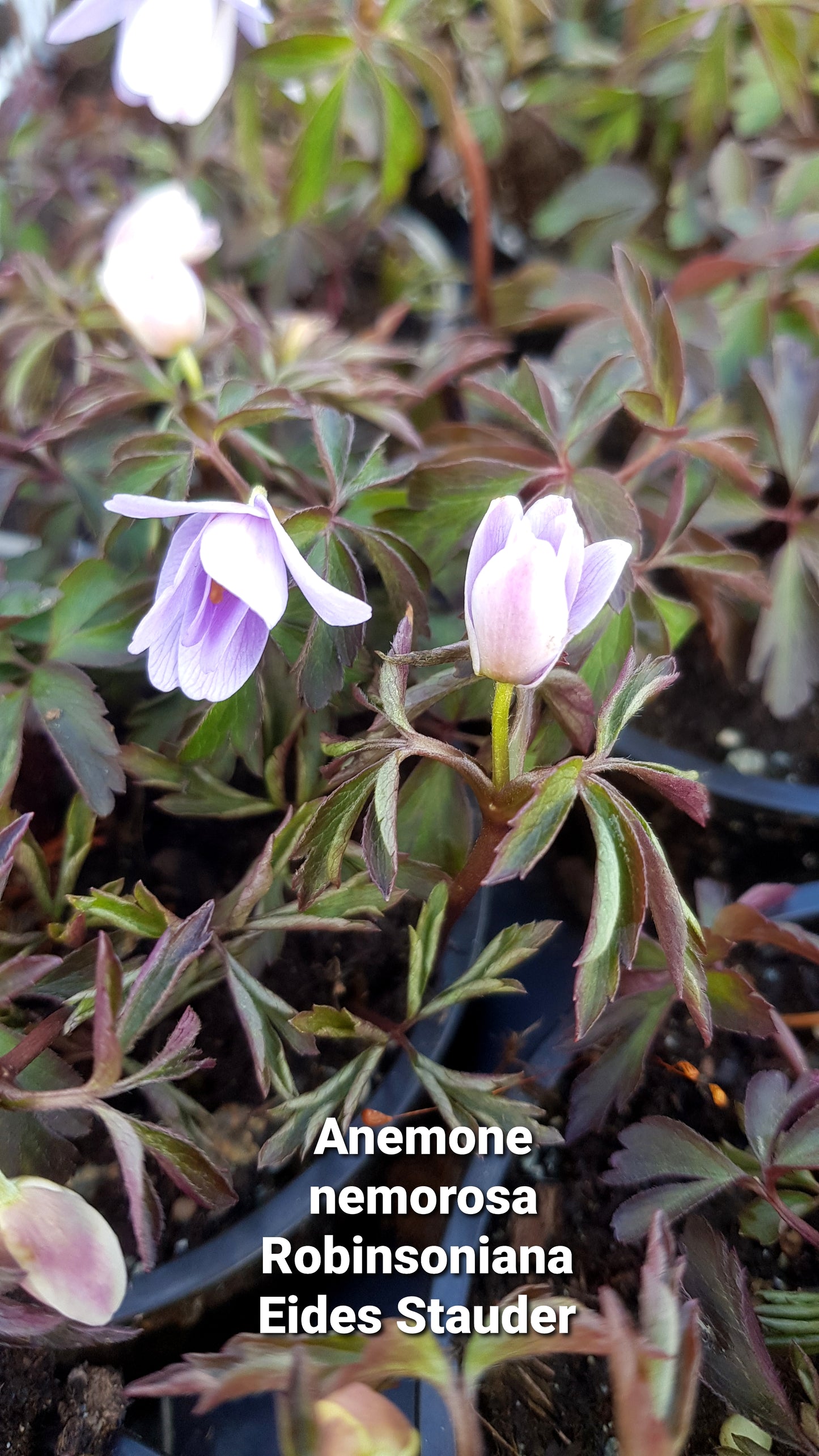 Anemone nemorosa ‘Robinsoniana’