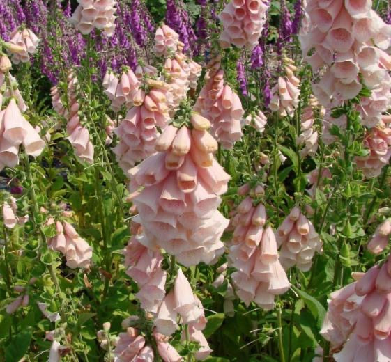 Digitalis purpurea ‘Apricot Beauty’