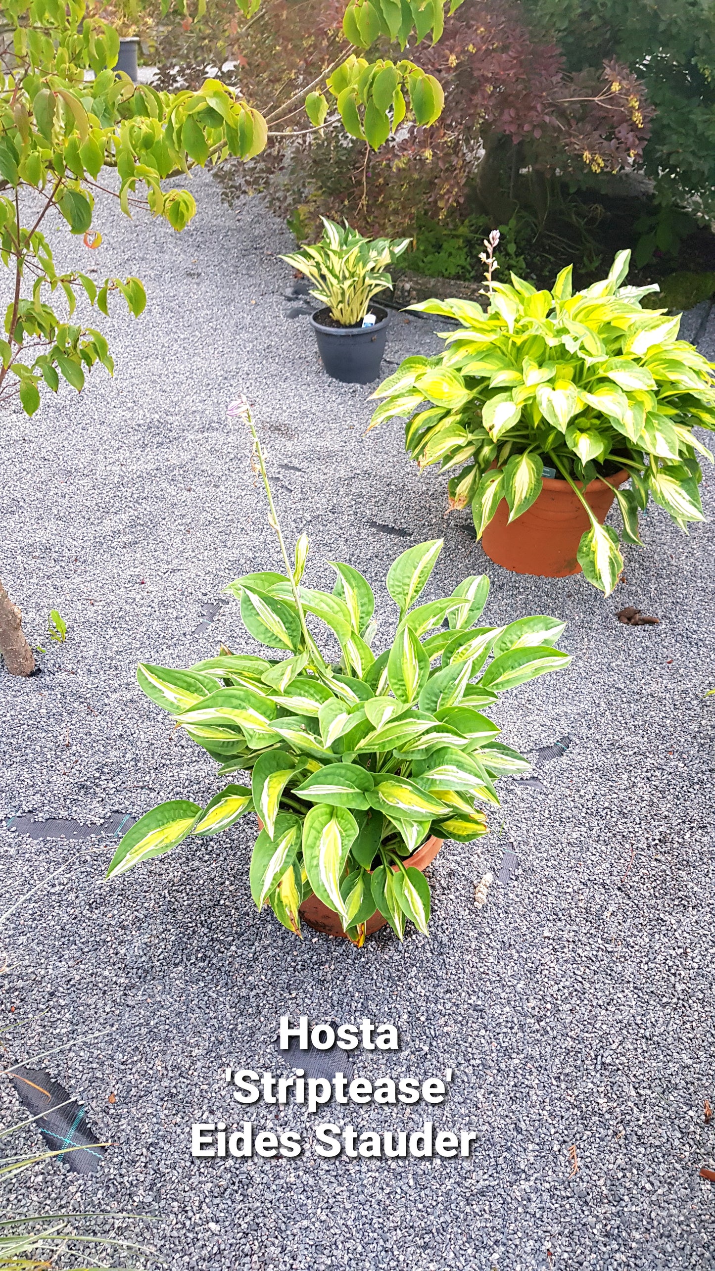 Hosta ‘Striptease’