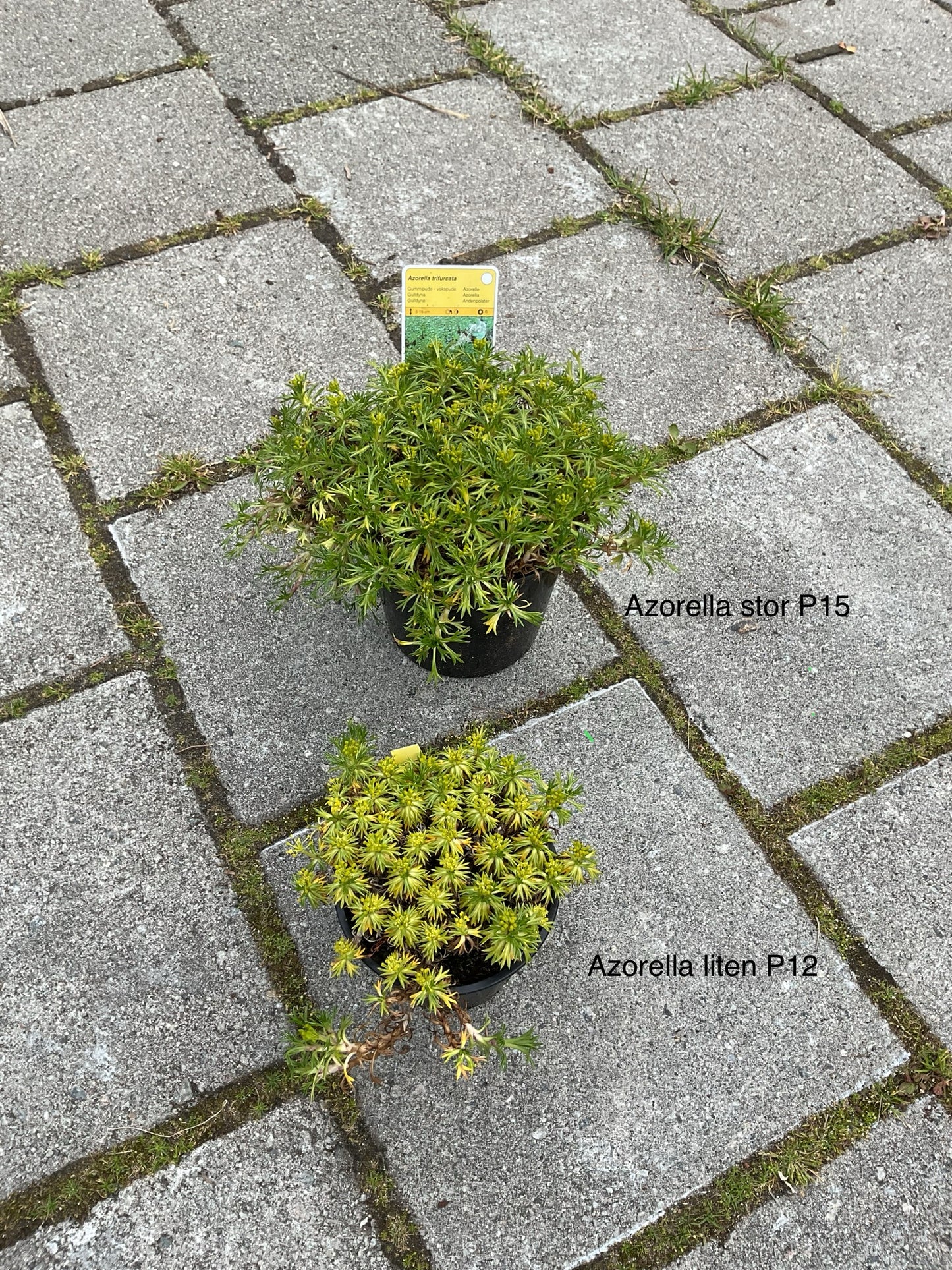 Azorella trifurcata, P15 store planter