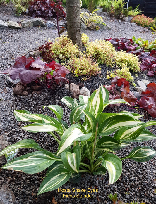 Hosta ‘Snake Eyes’