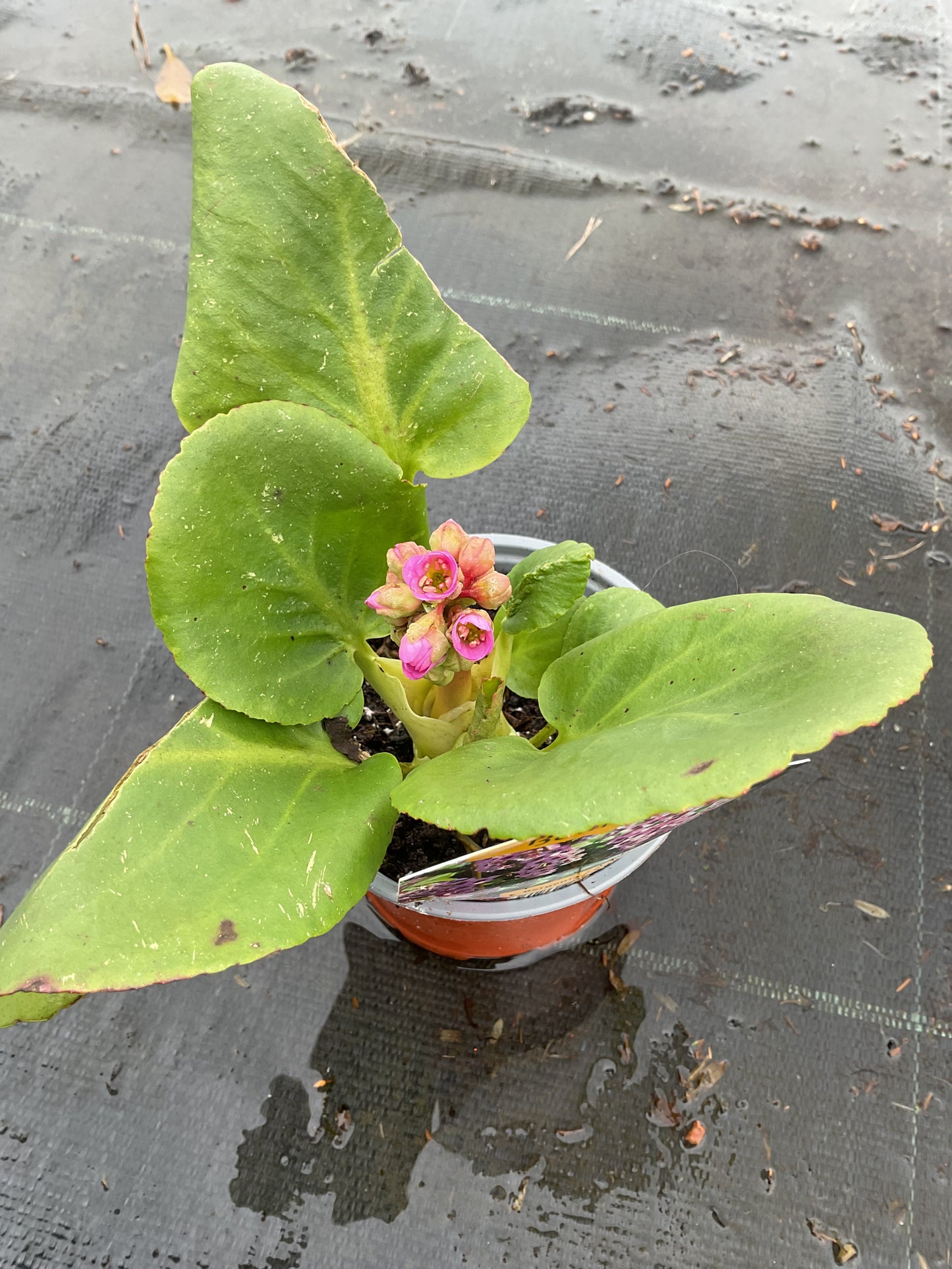 Bergenia cordifolia P11
