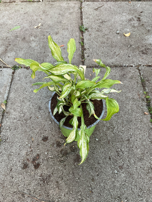 Hosta ‘Kiwi Spearmint’