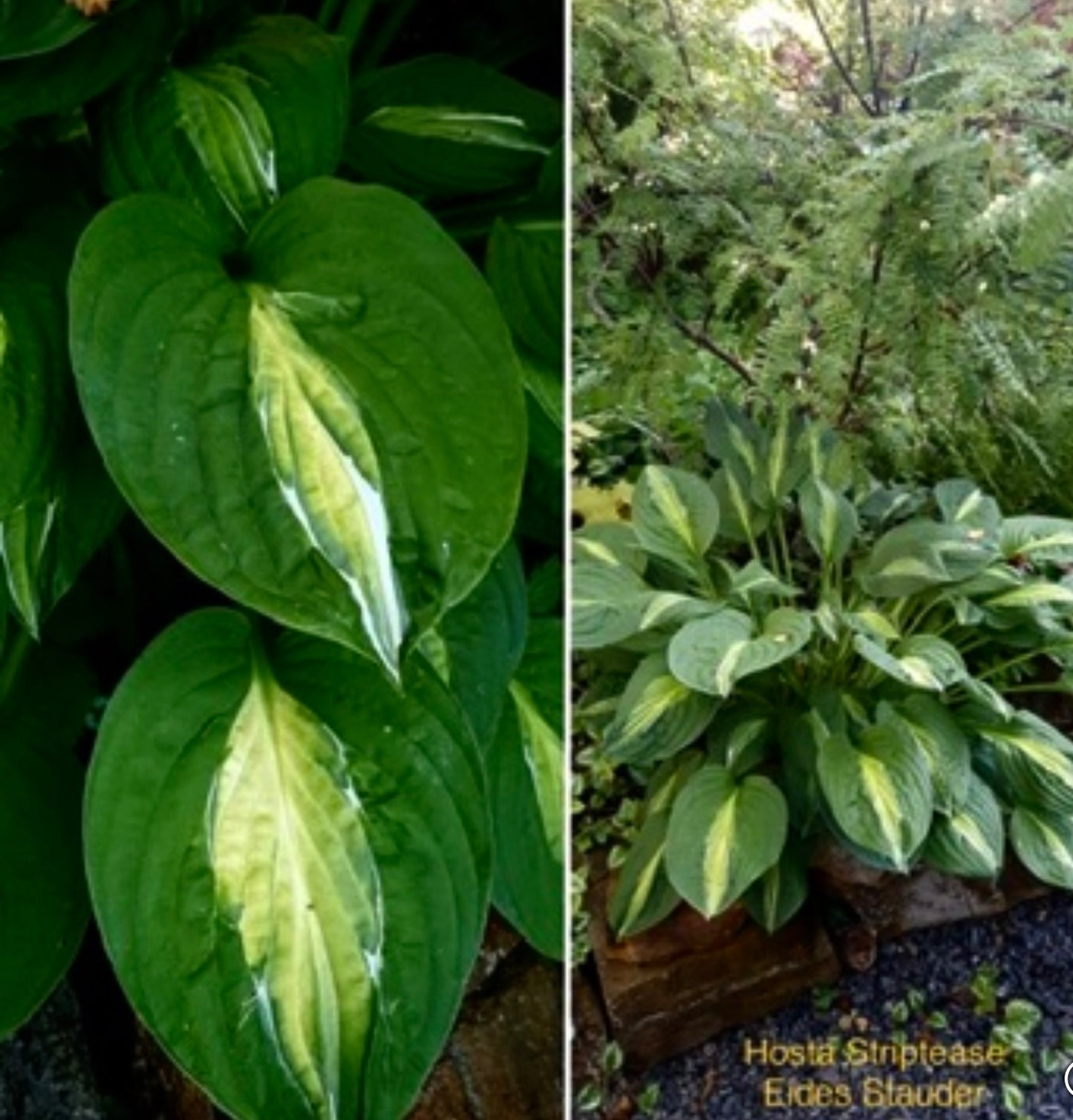 Hosta ‘Striptease’