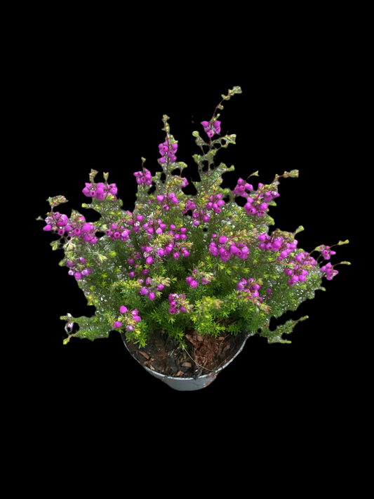 Erica cinerea Lilla P9