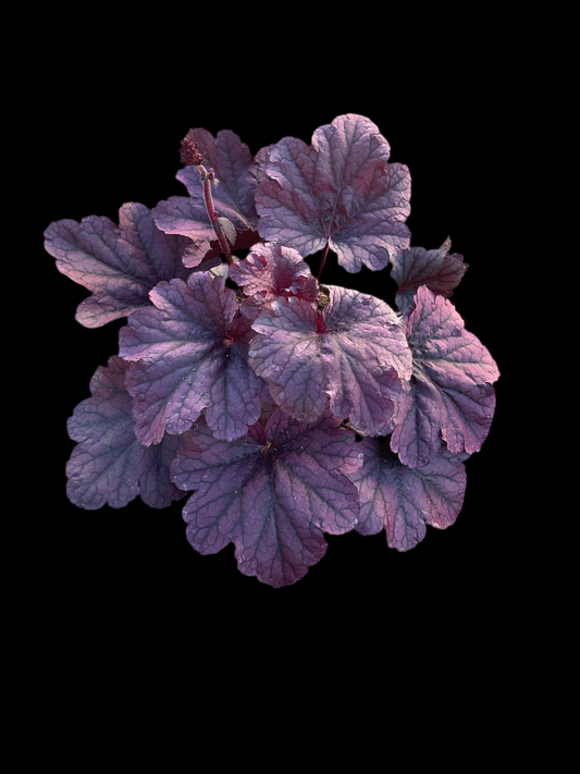 Heuchera ‘Grape Timeless’ P15