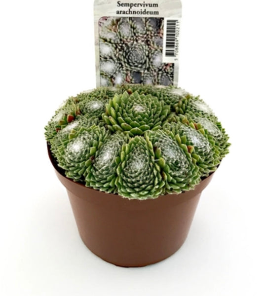 Sempervivum arachnoideum P11