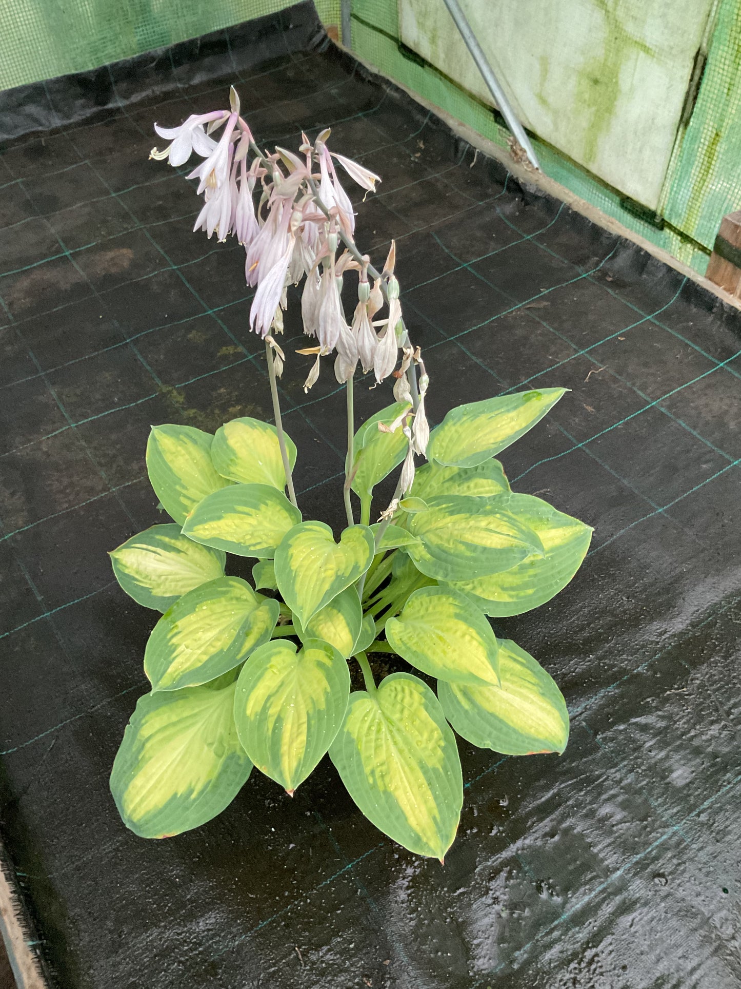 Hosta ‘Color Glory’