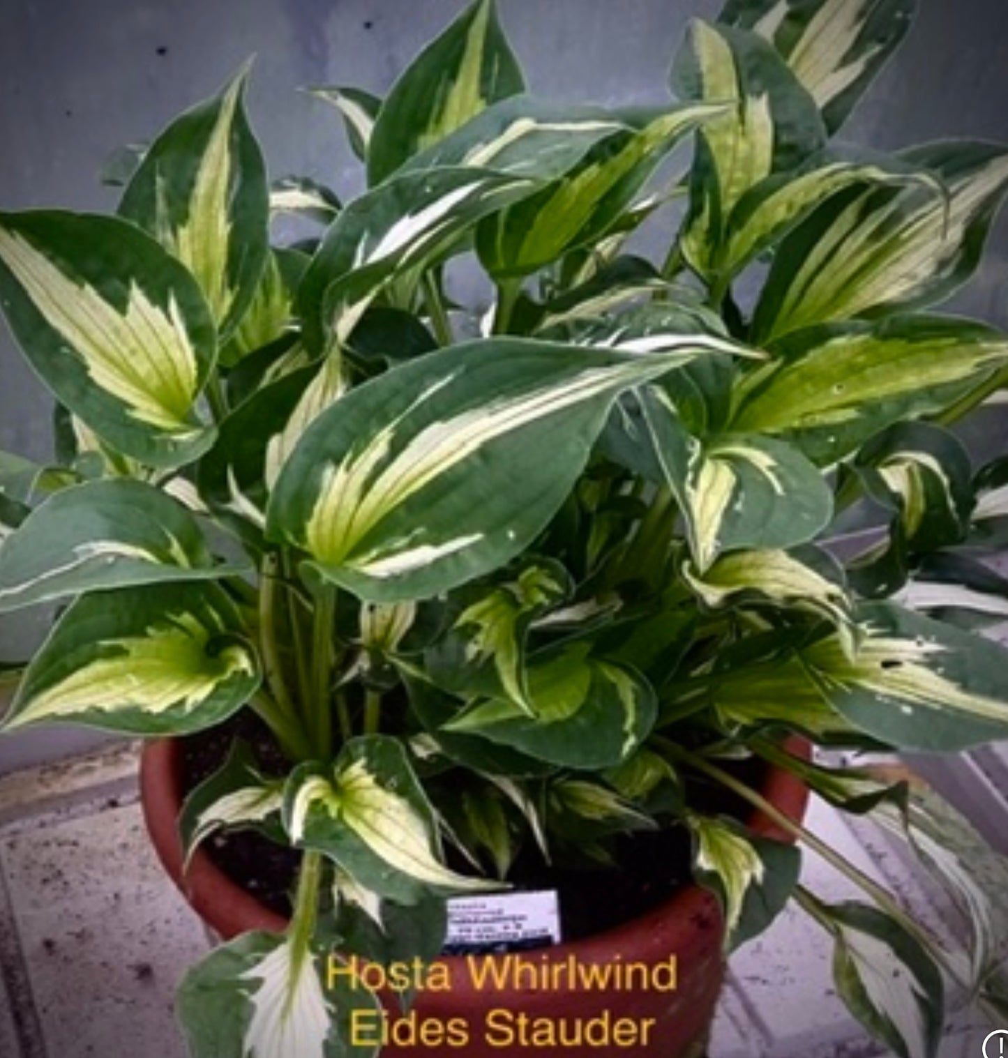 Hosta ‘Whirlwind’