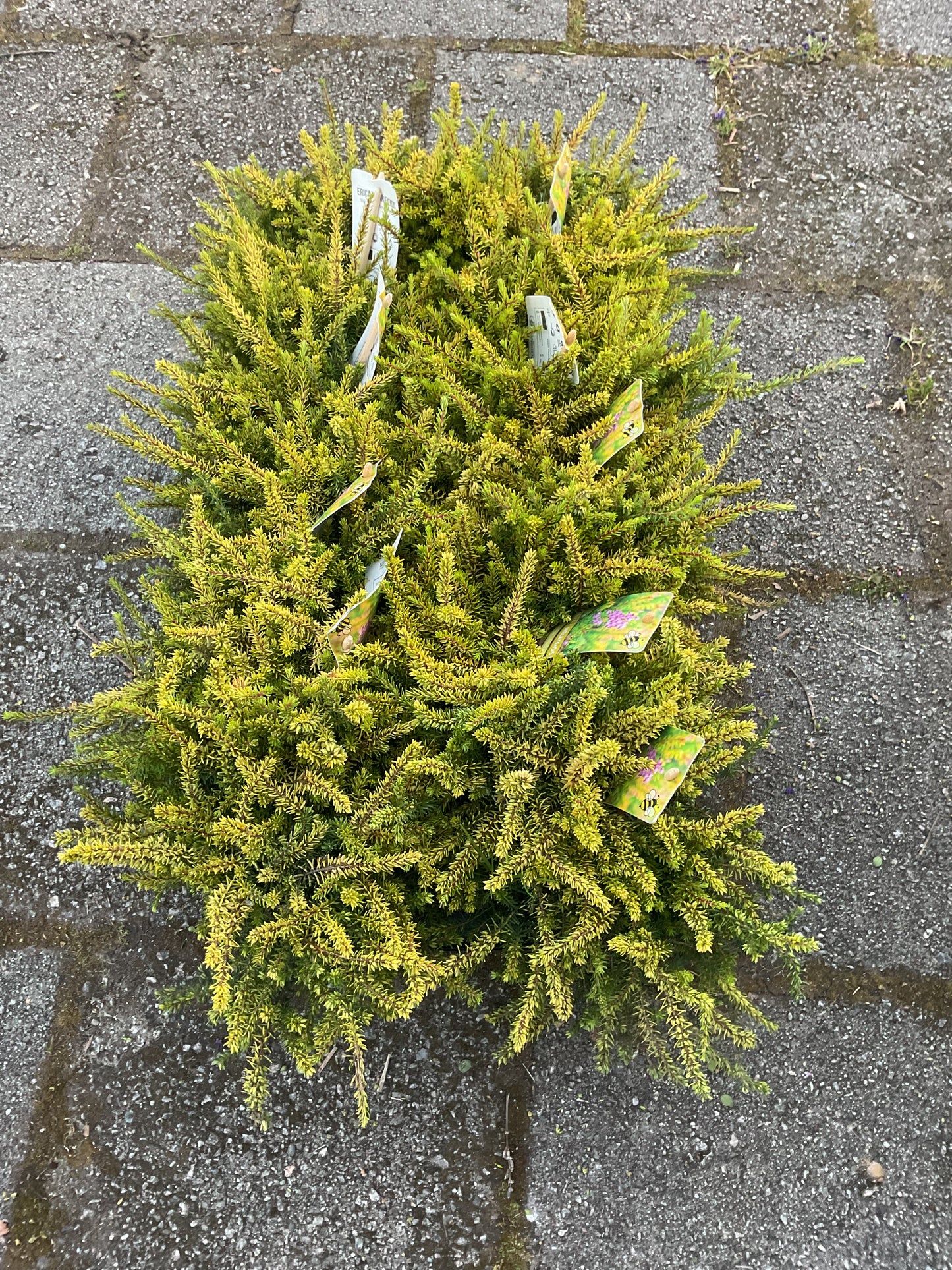 Erica x darleyensis ‘Eva Gold’ P11