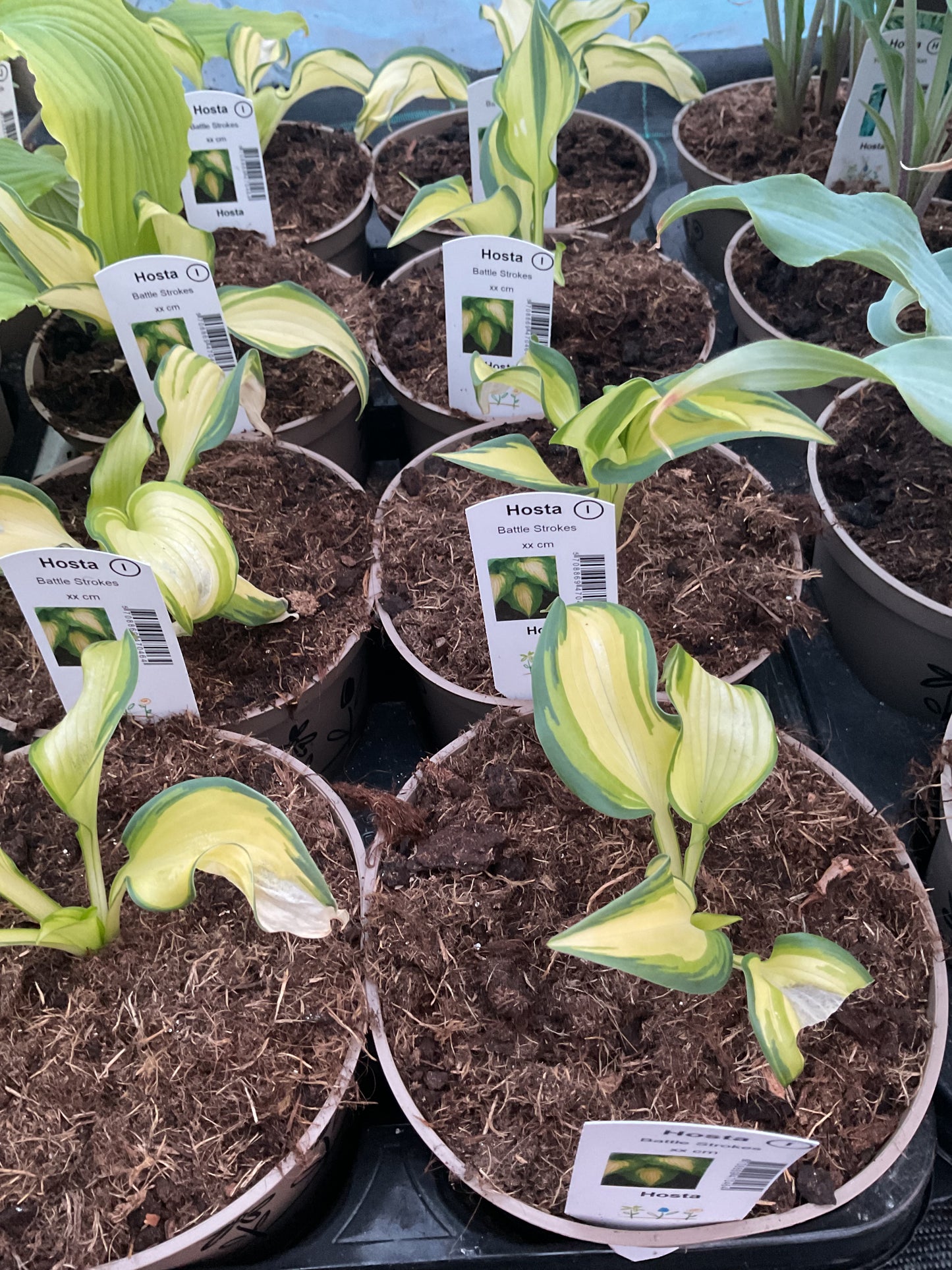 Hosta ‘Battle Strokes’ P15