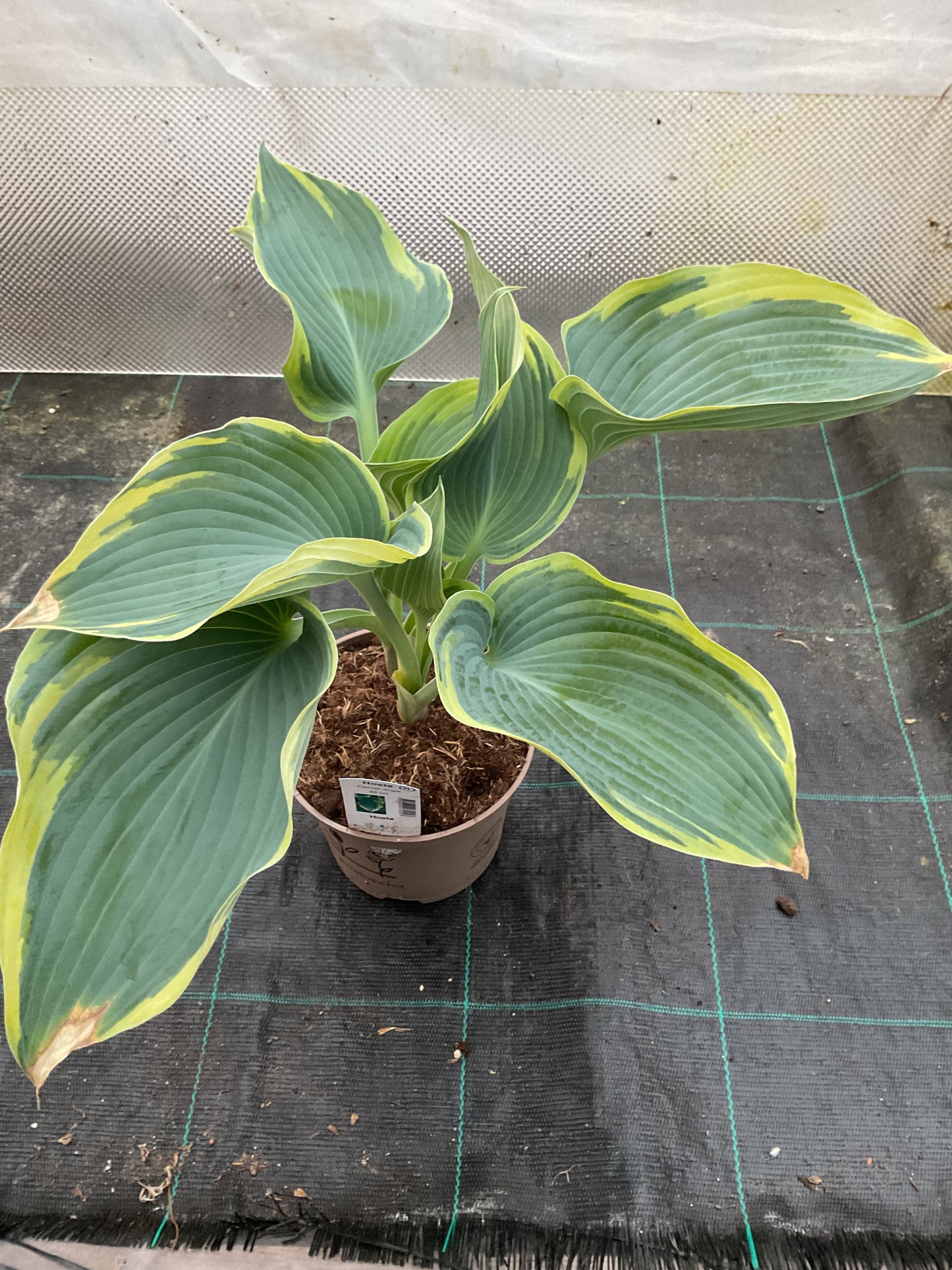 Hosta ‘Flemish Angel’ P15