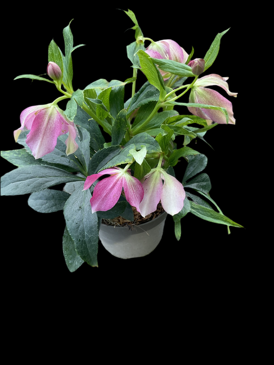Helleborus orientalis ‘Pink Hybrid’ P13