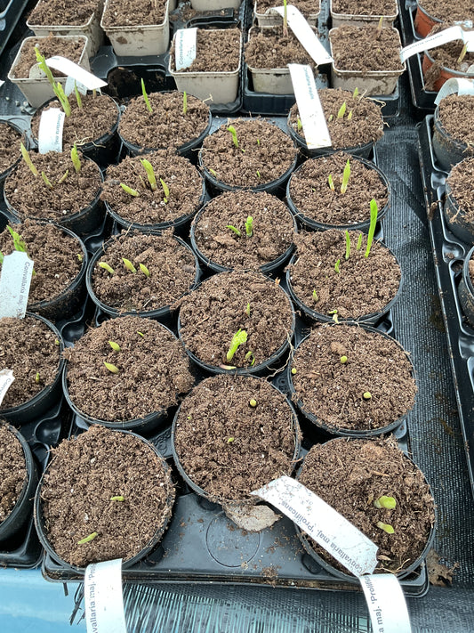 Convallaria majalis ‘Profilicans’ P11
