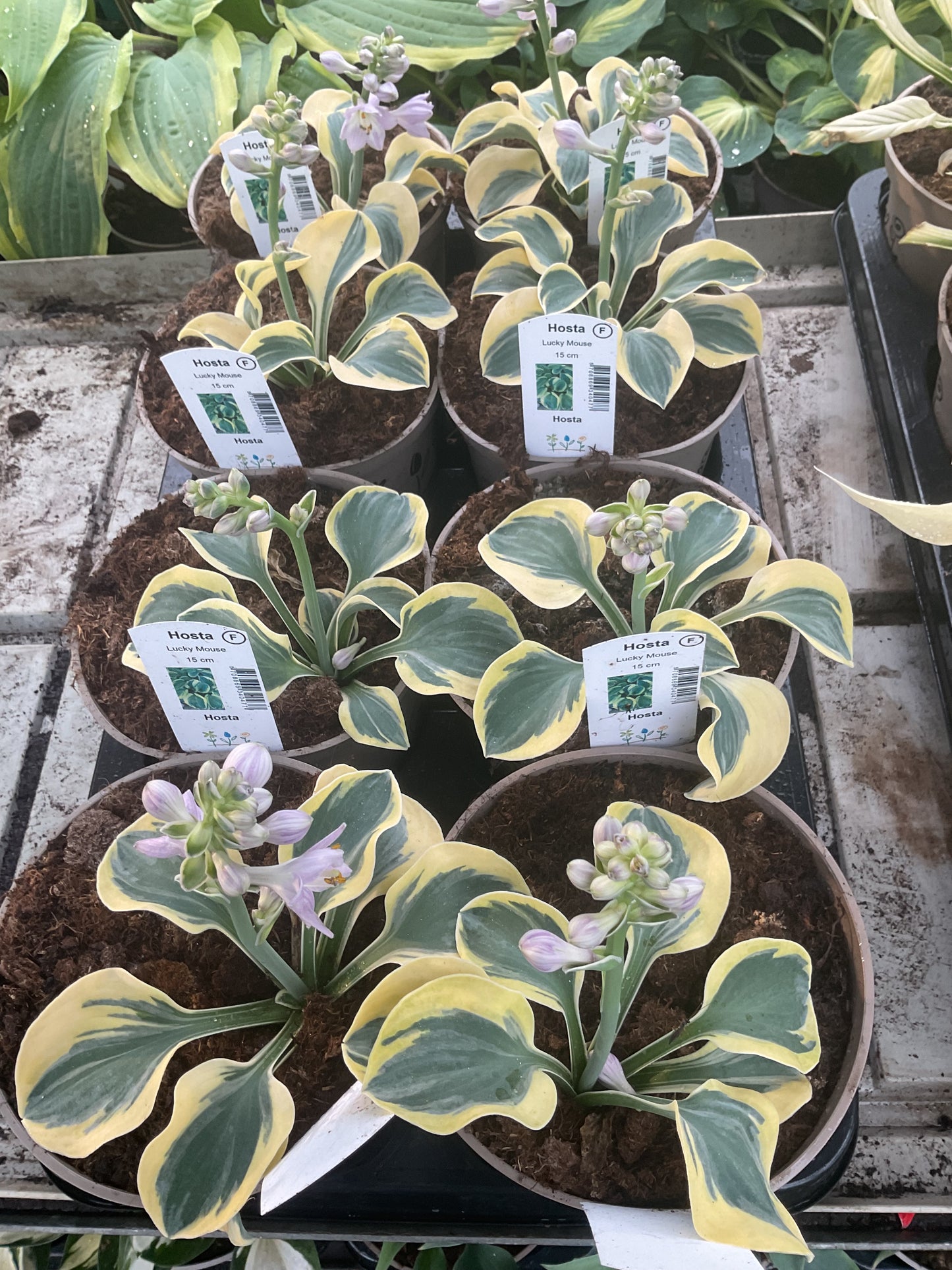 Hosta ‘Lucky Mouse’