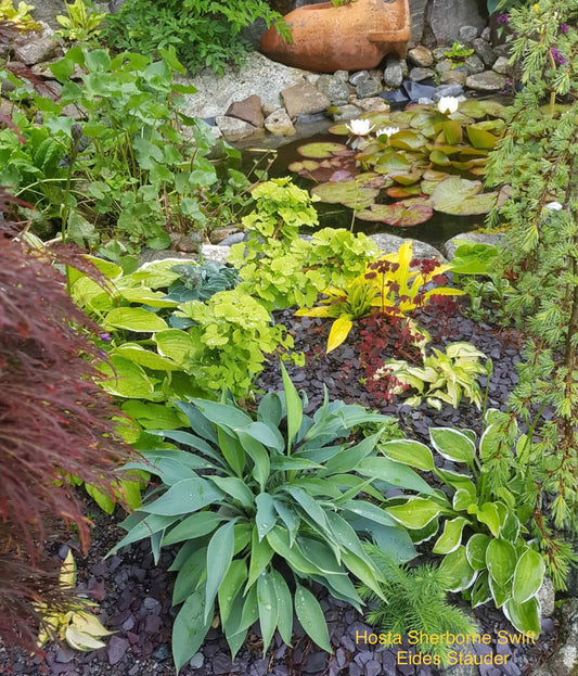 Hosta ‘Sherborne Swift’ P9x9