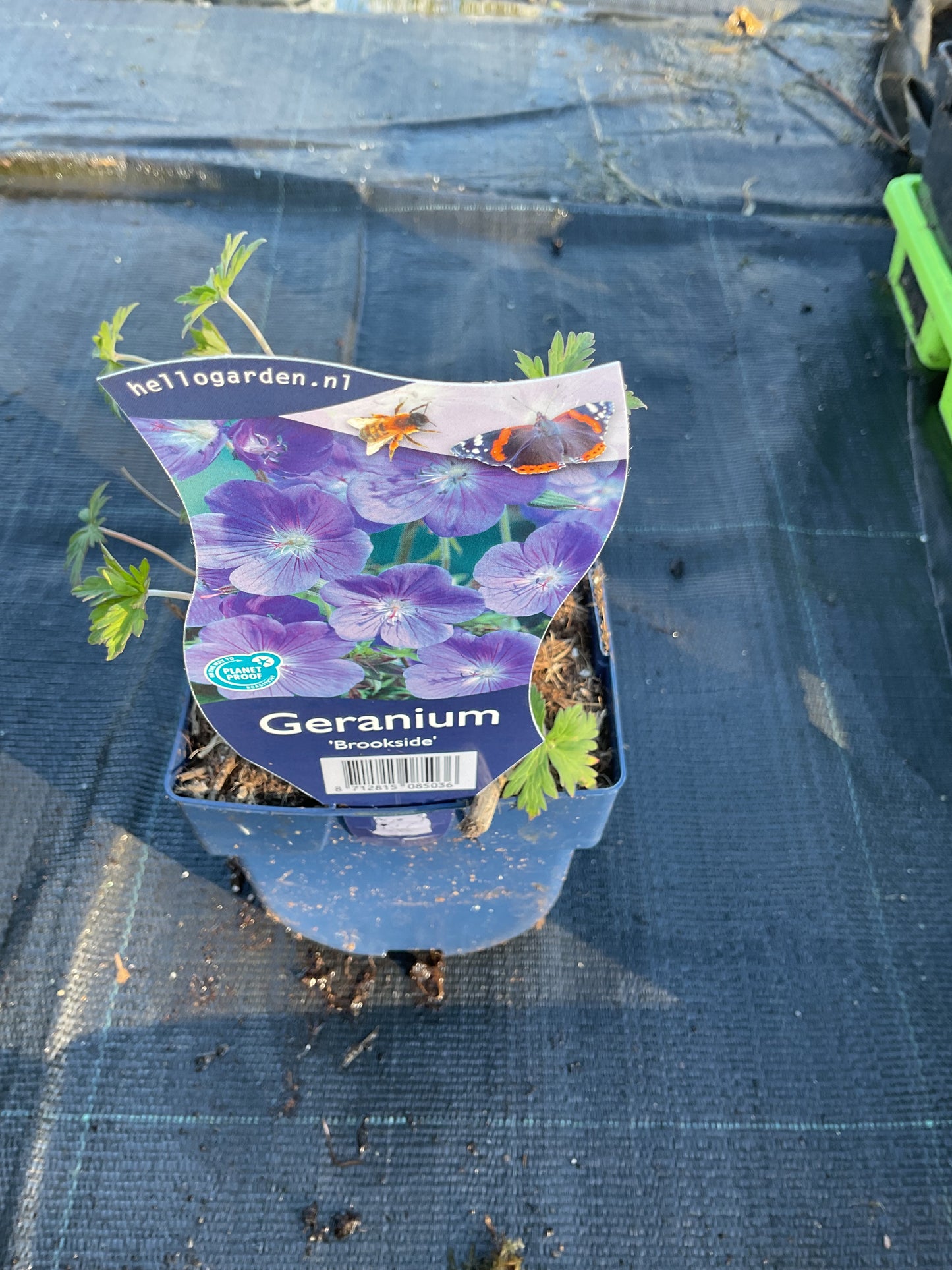 Geranium hybrid ‘Brookside’ P11x11