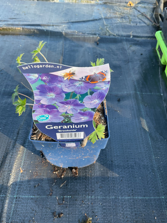 Geranium hybrid ‘Brookside’ P11x11