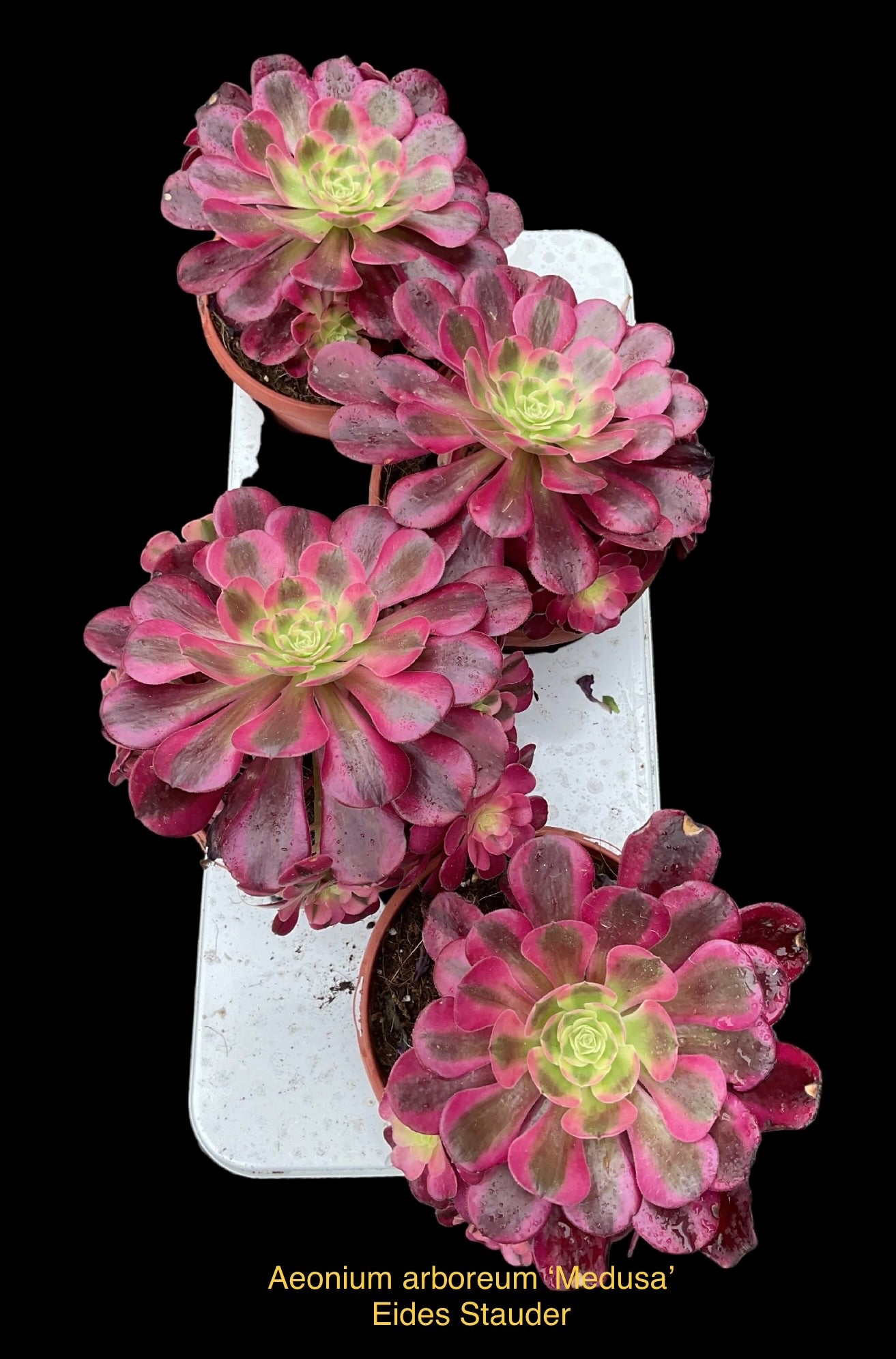 Aeonium arboreum ‘Medusa’ P17