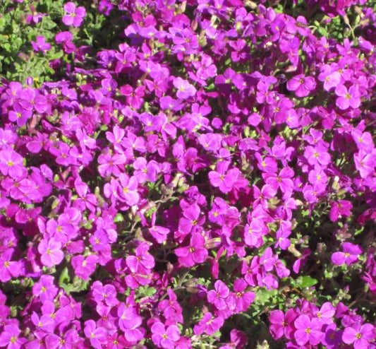 Aubrieta hyb. ‘Red Dyke’