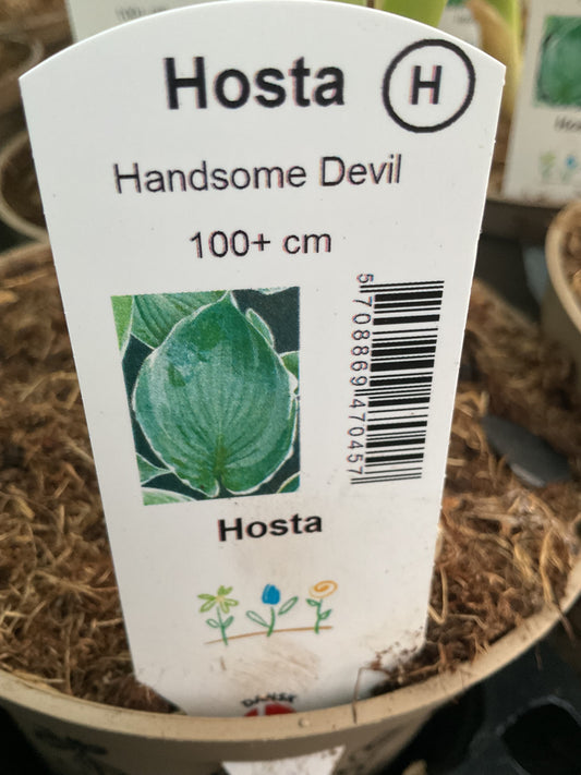 Hosta ‘Handsome Devil’ P15