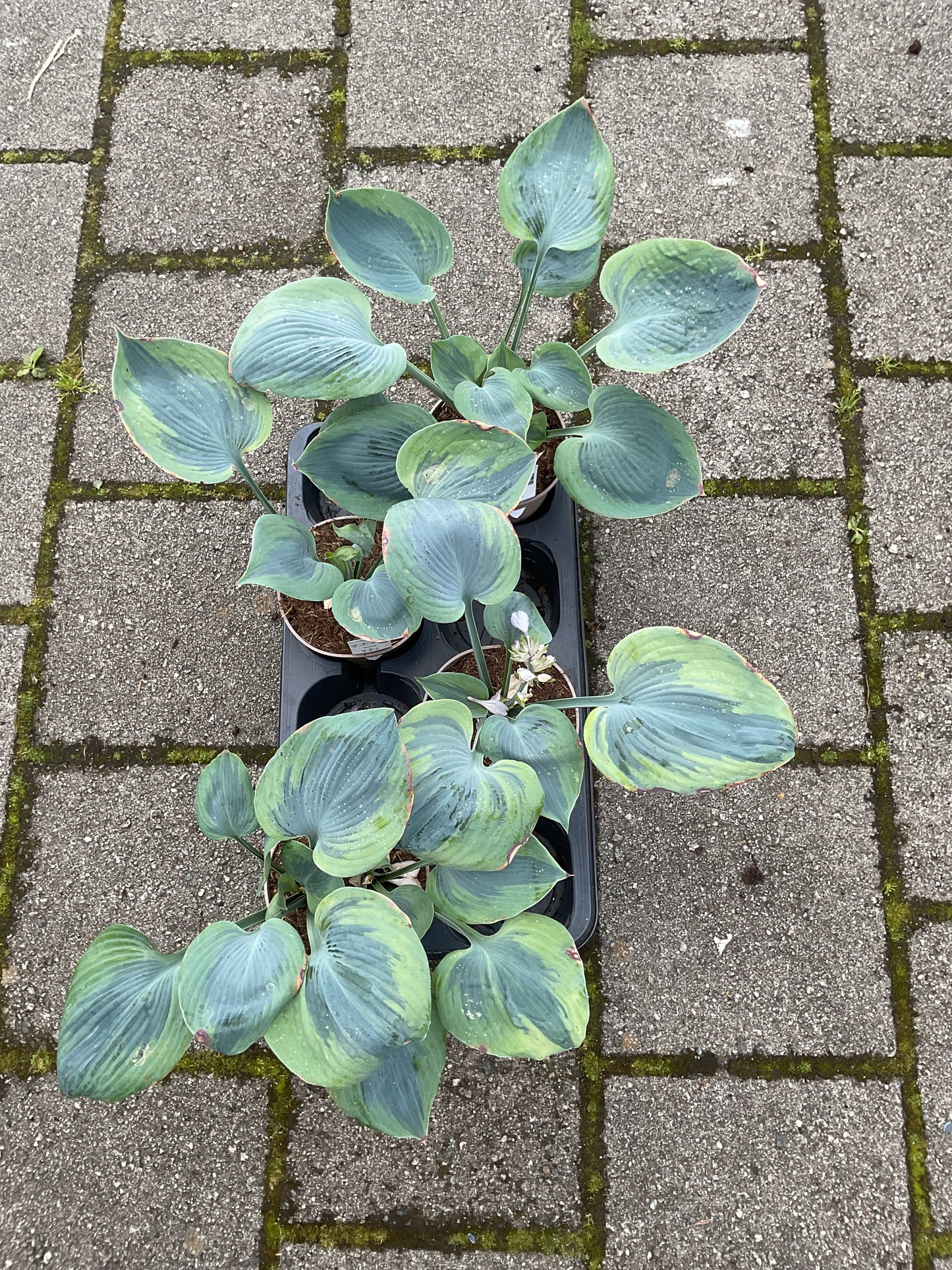 Hosta ‘Paul Vernooij’