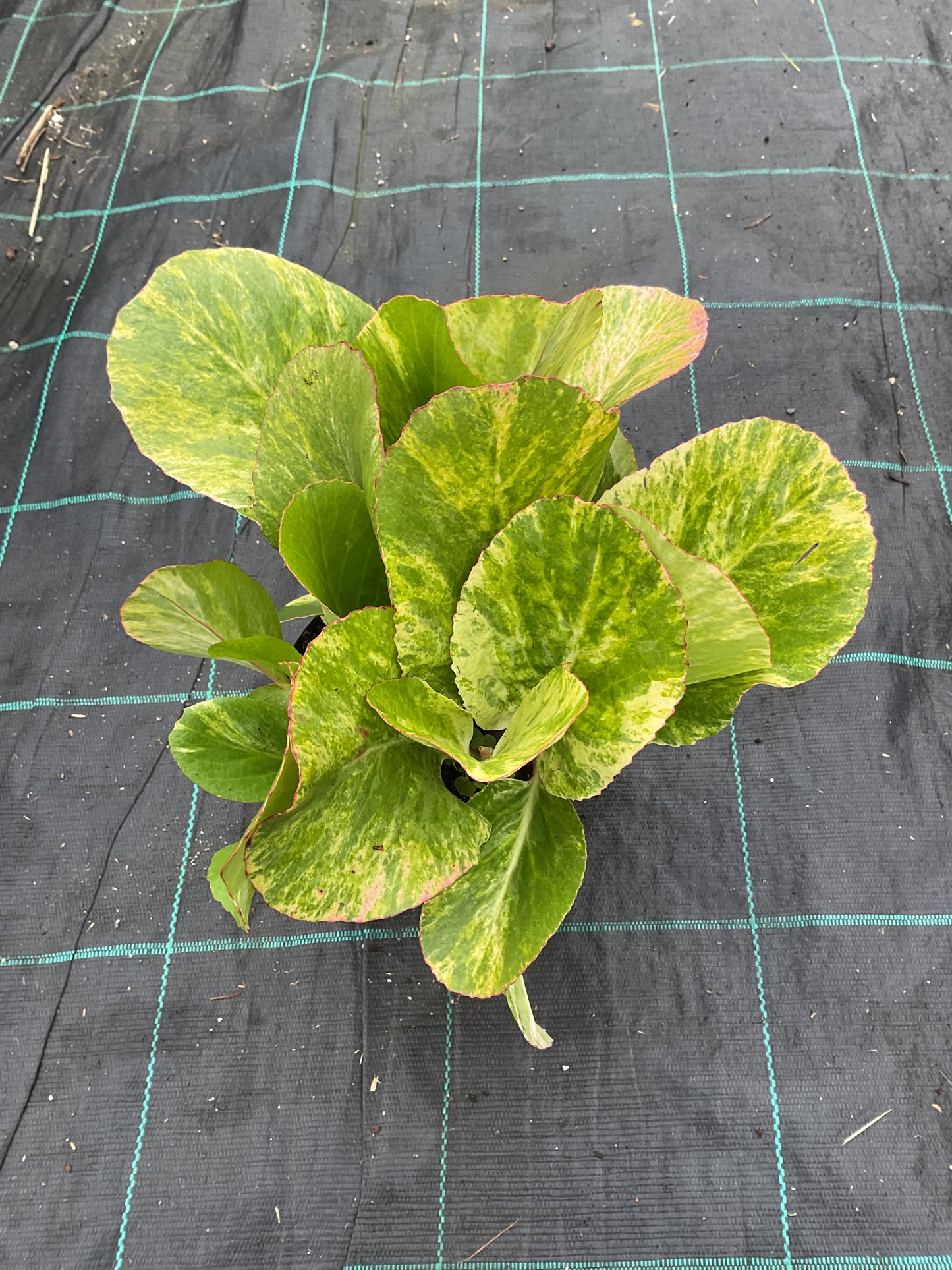 Bergenia cordifolia ‘Tubby Andrews’ P17