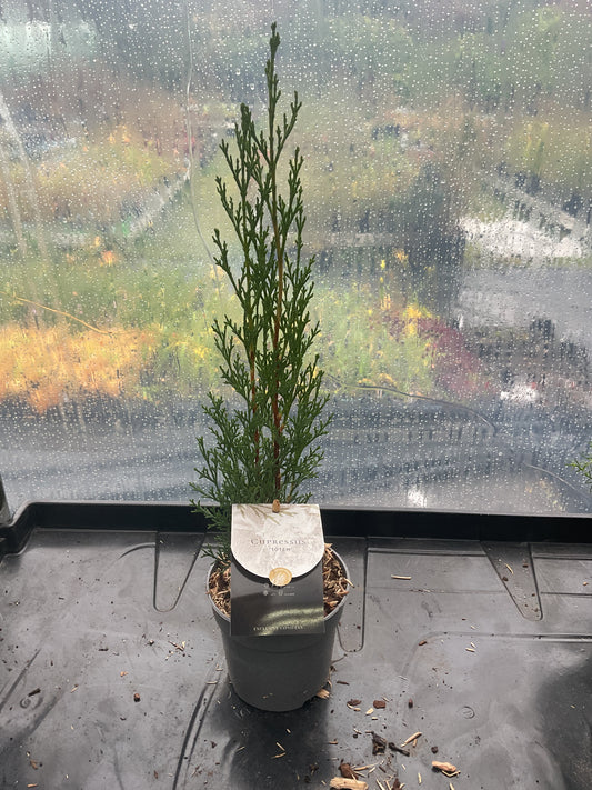Cupressus ‘Totem’ P10