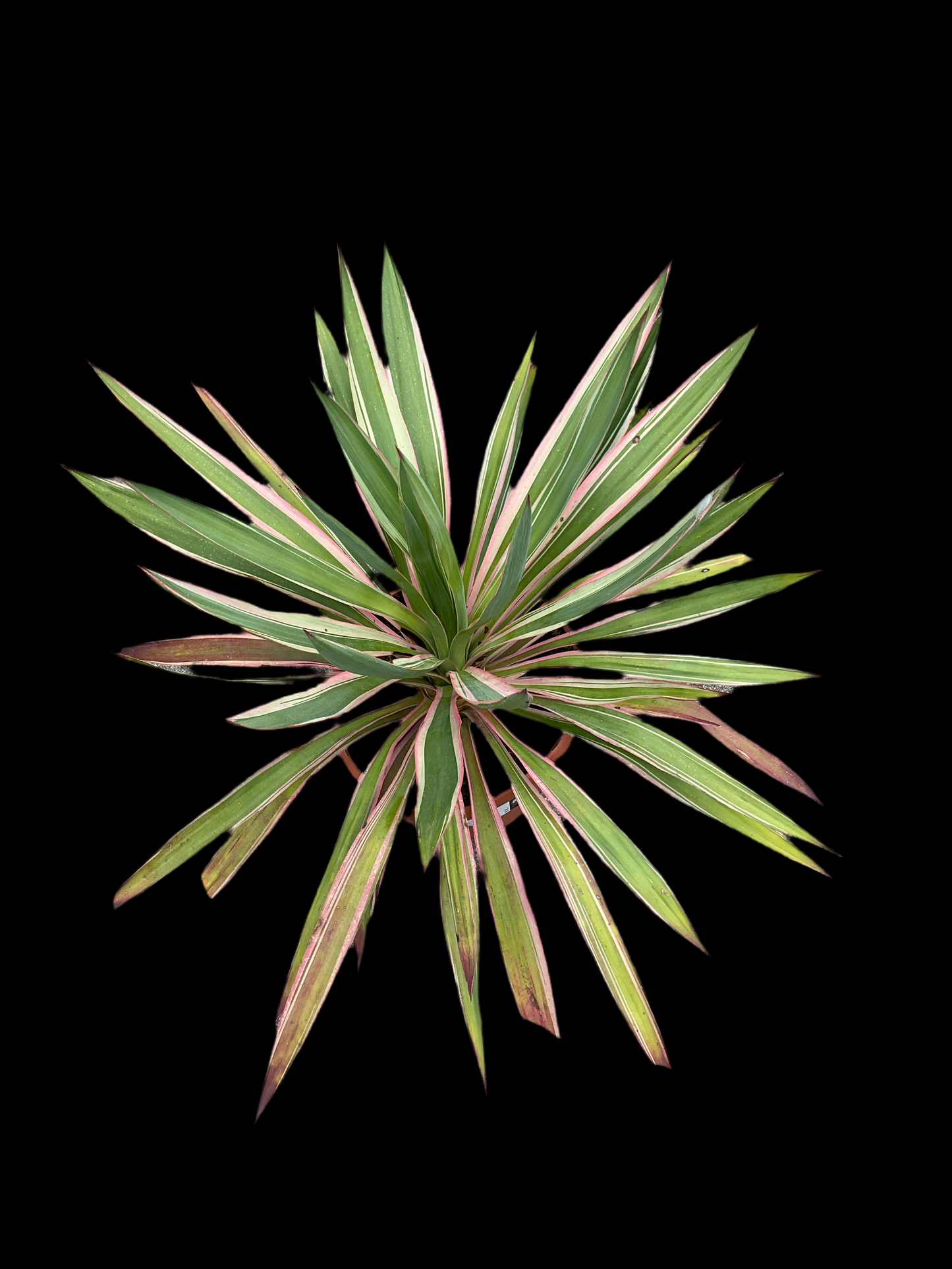 Yucca gloriosa ‘Silver Bont’