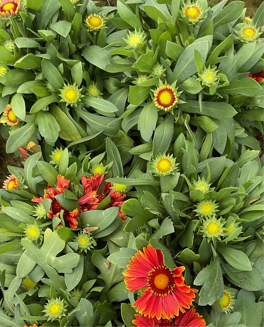 Gaillardia aristrata ‘Arizona Sun’ P13