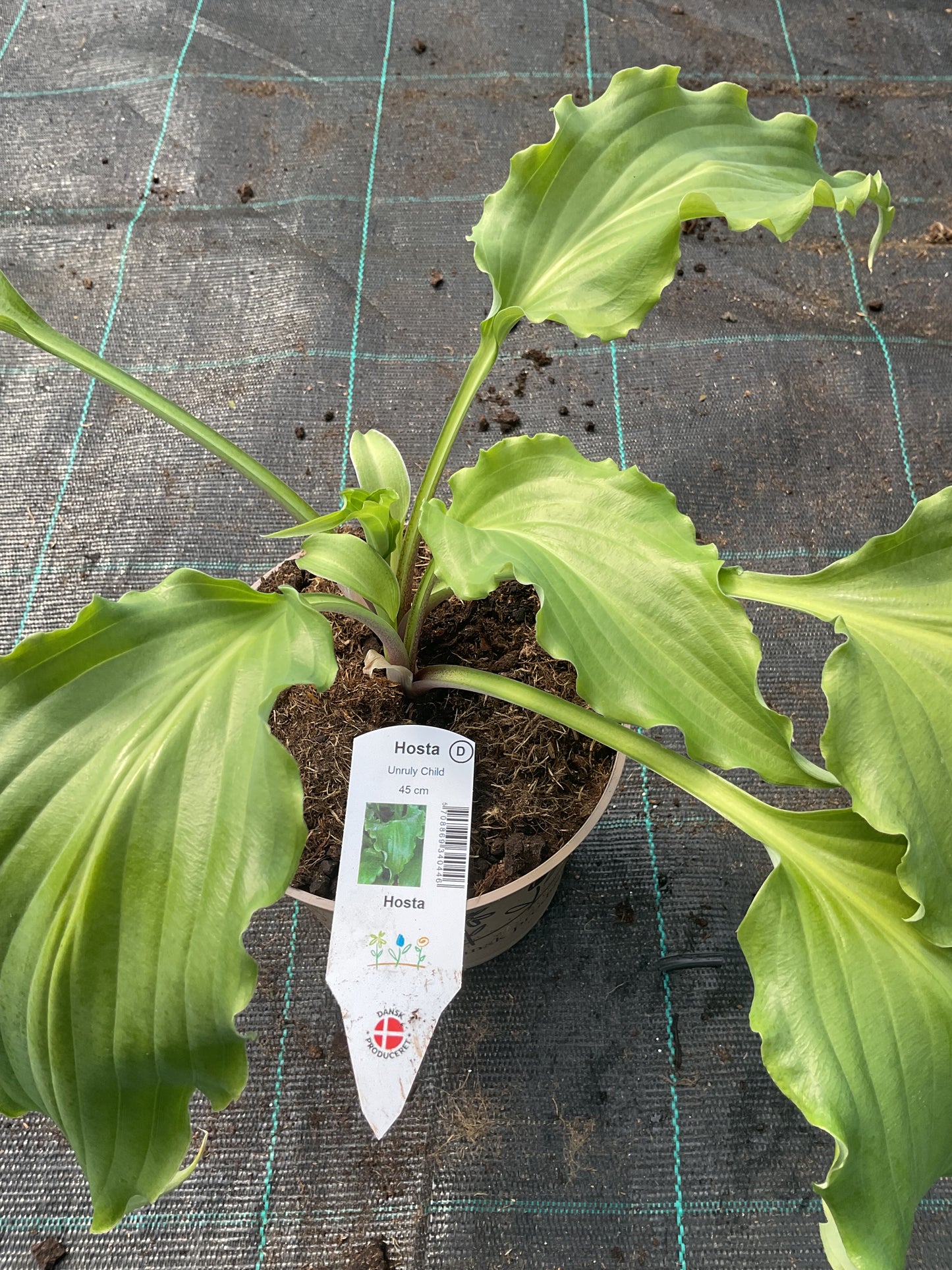 Hosta ‘Unruly Child’ P15