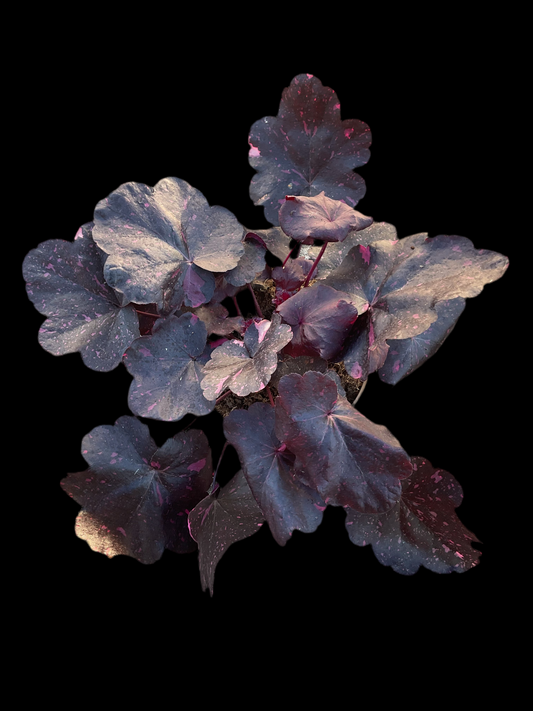 Heuchera ‘Midnight Rose’ P15