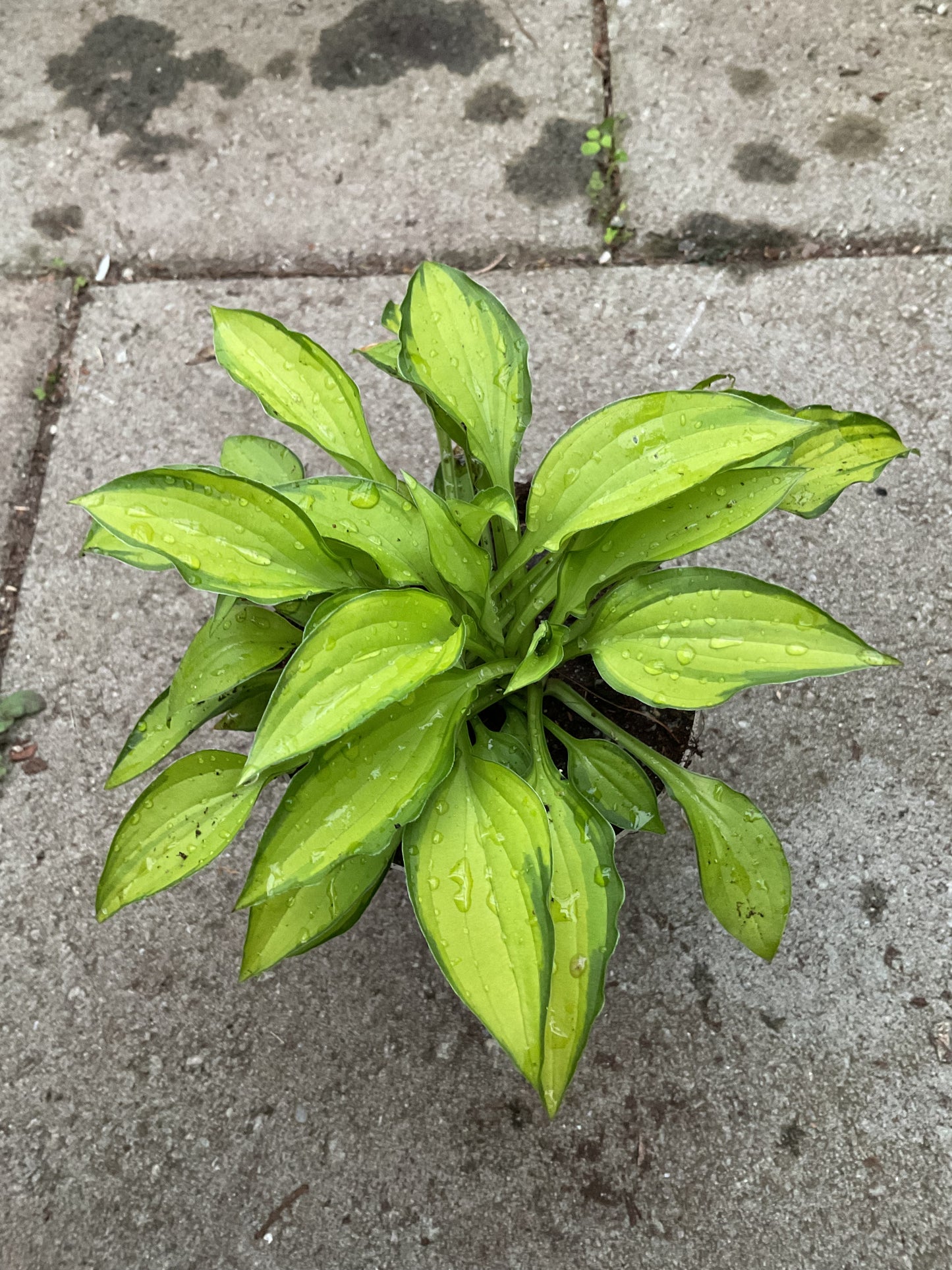 Hosta ‘Twist of Lime’