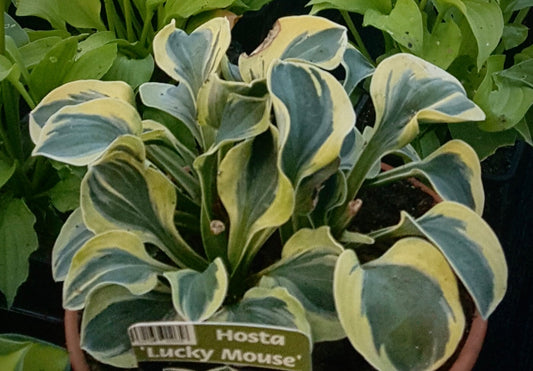 Hosta ‘Lucky Mouse’