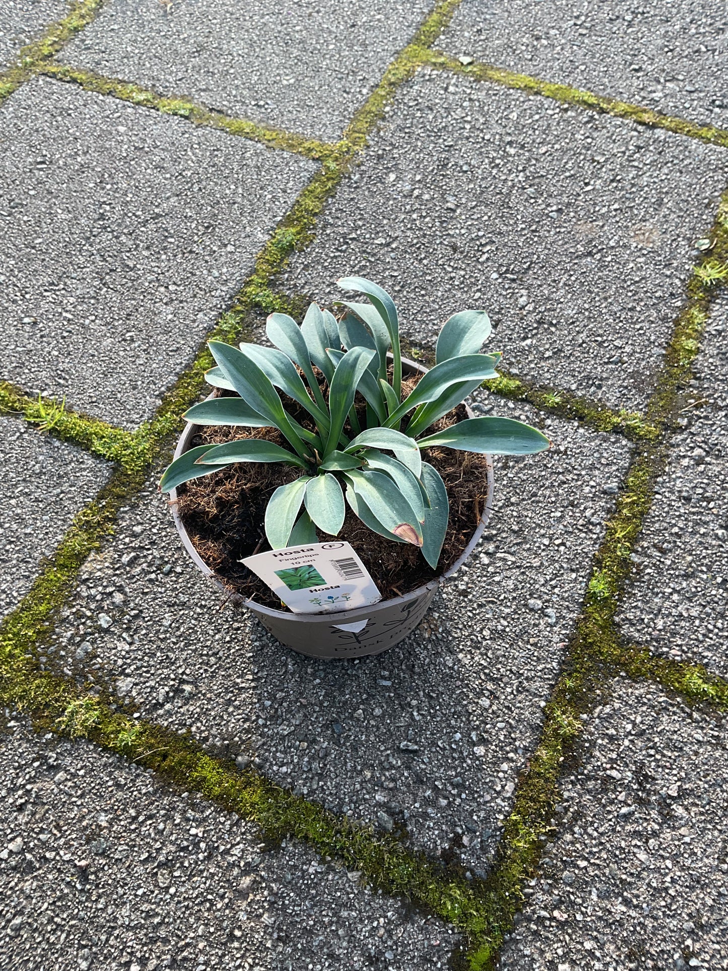 Hosta ‘Fingertips’ P15