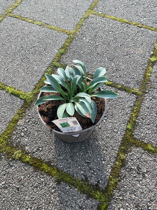 Hosta ‘Fingertips’ P15