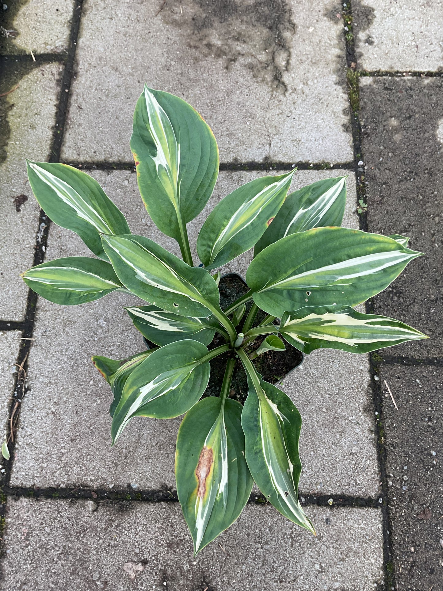 Hosta ‘T-Dawg’