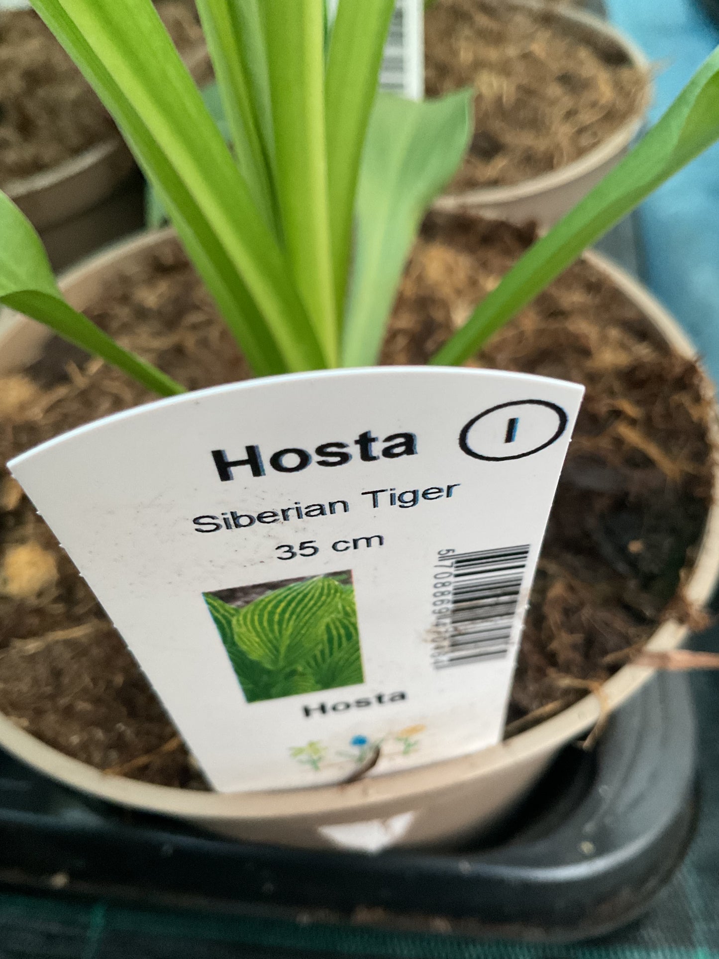 Hosta ‘Siberian Tiger’ P15