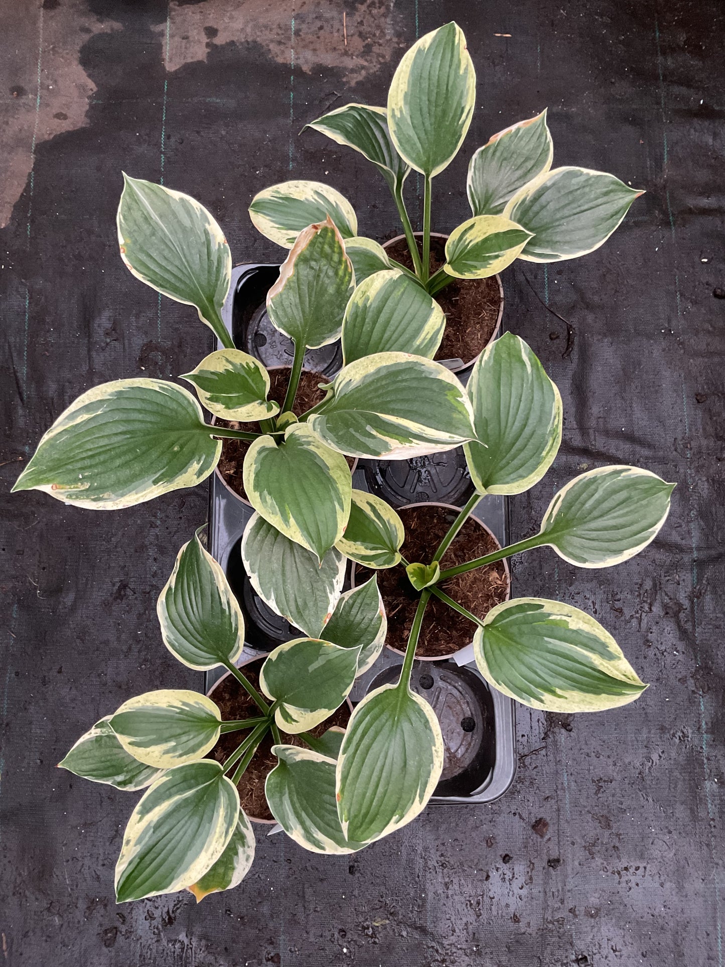 Hosta ‘Ivory Sparks’ P15