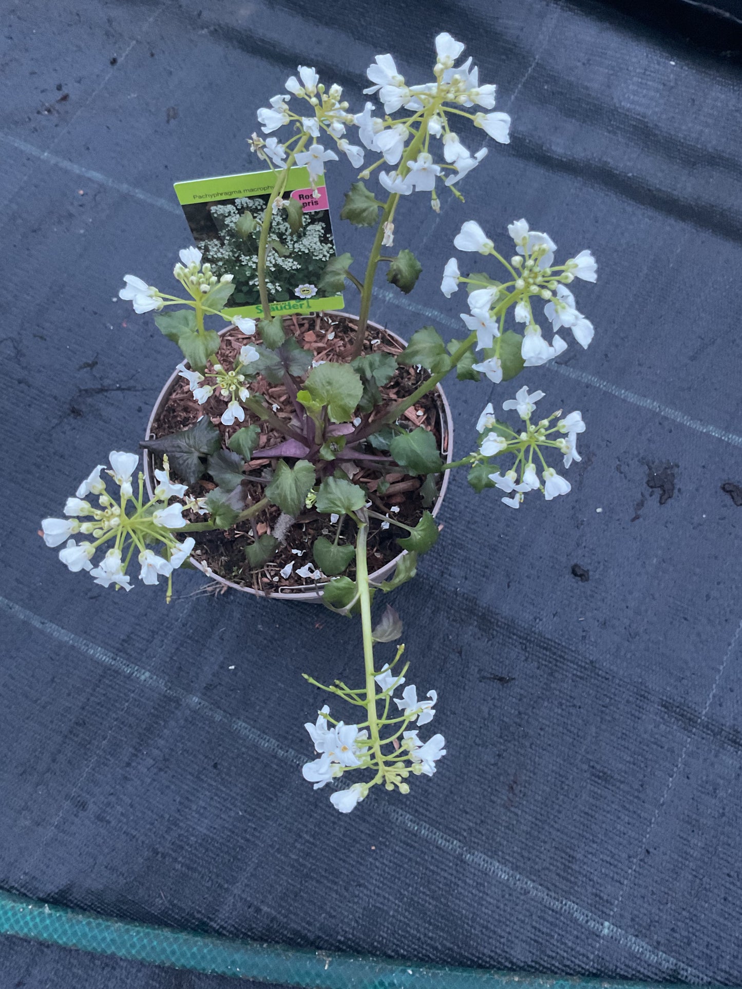 Pachyphragma marcophyllum P12