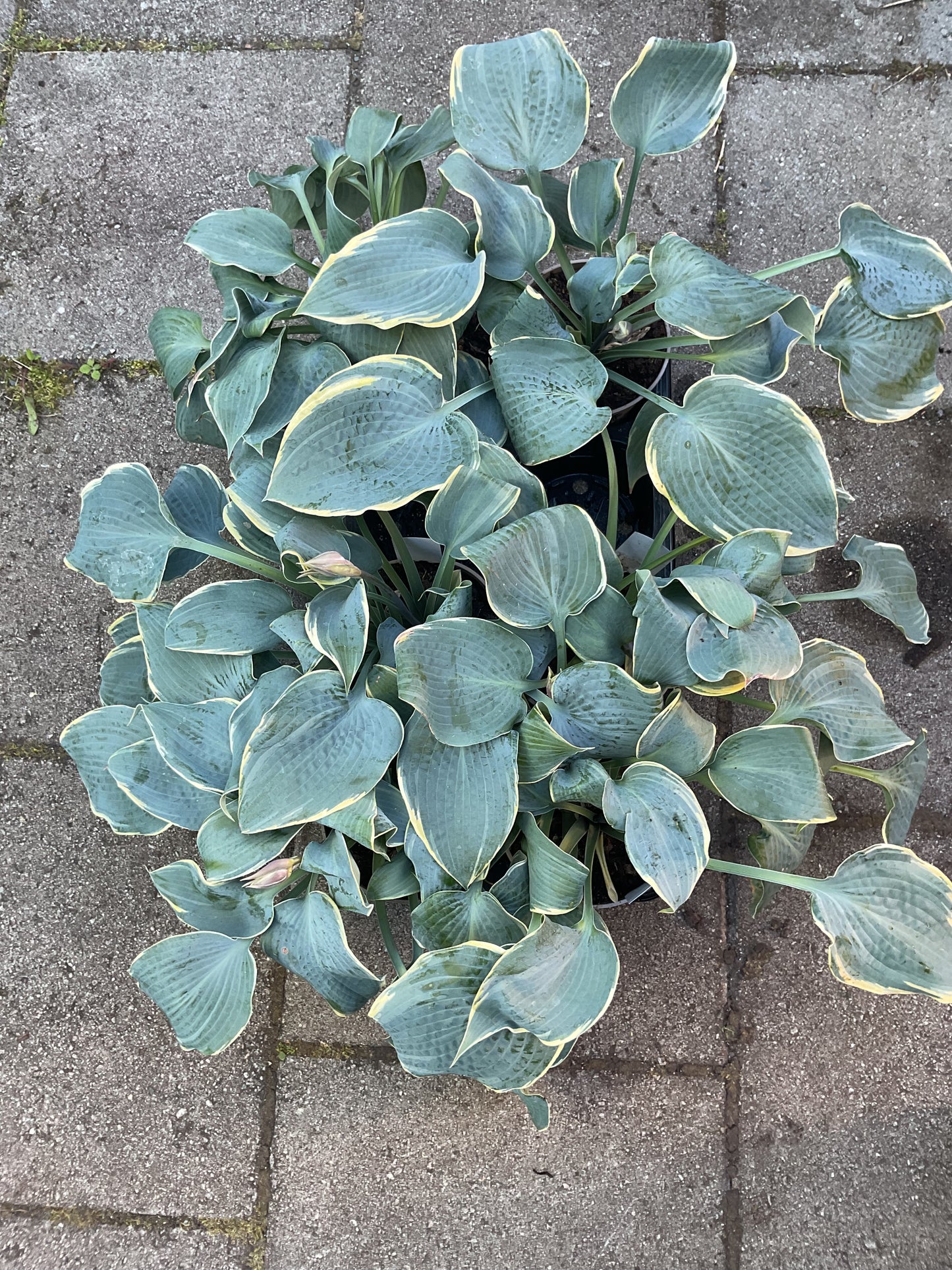 Hosta ‘Frosted Dimples’ P15