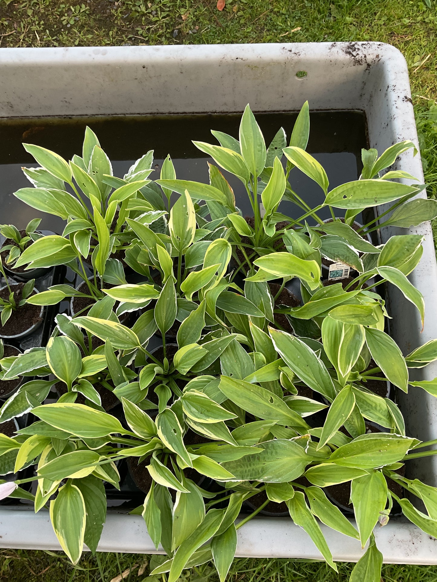 Hosta ‘Wolverine’