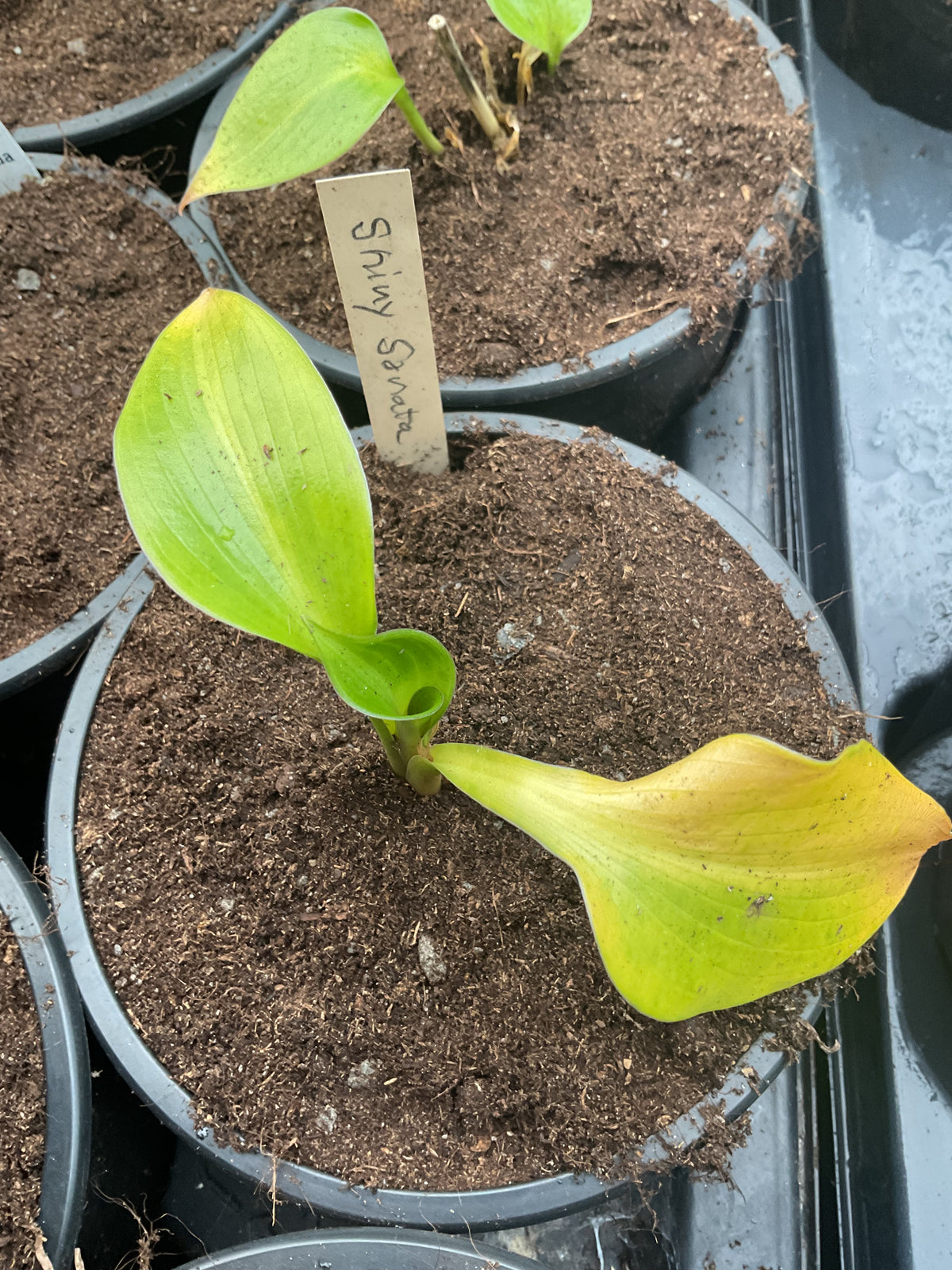 Hosta ‘Shiny Sonata’ P14