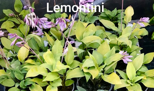 Hosta ‘Lemontini’