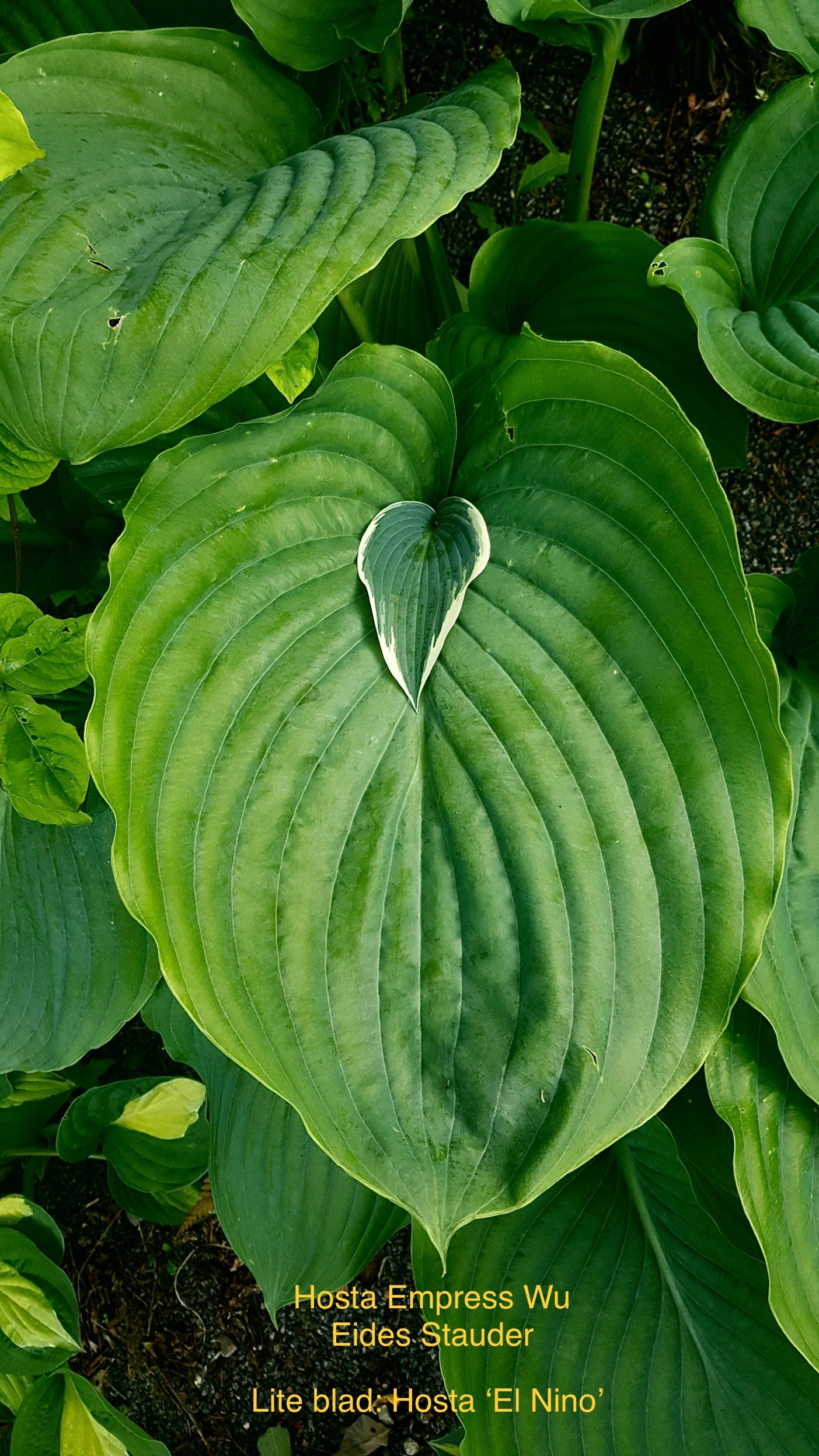 Hosta ‘Empress Wu’