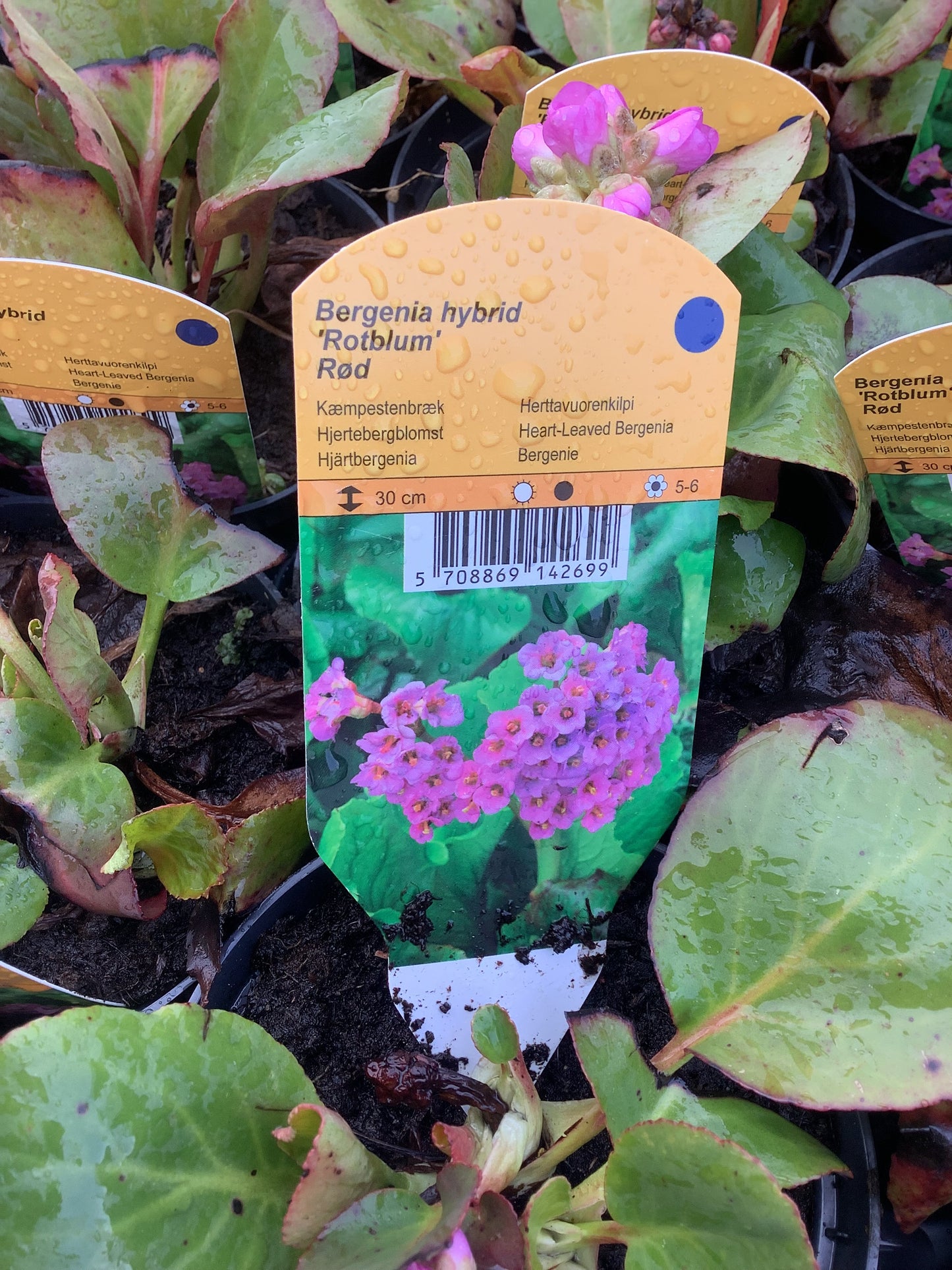 Bergenia hybrid ‘Rotblum’