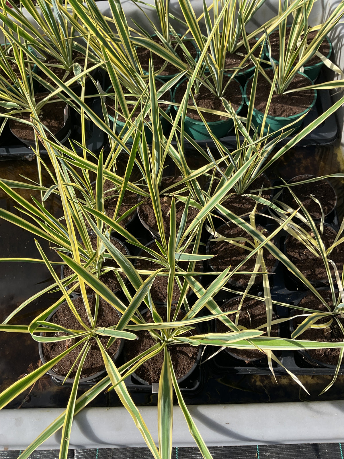 Yucca filamentosa ‘Bright Edge’ P15