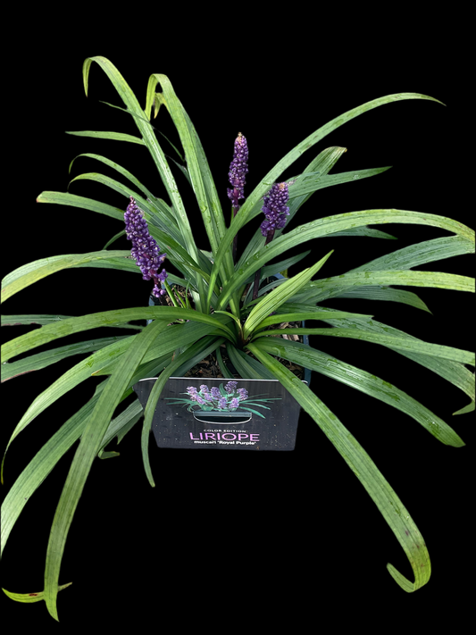 Liriope muscari ‘Royal Purple’ P17
